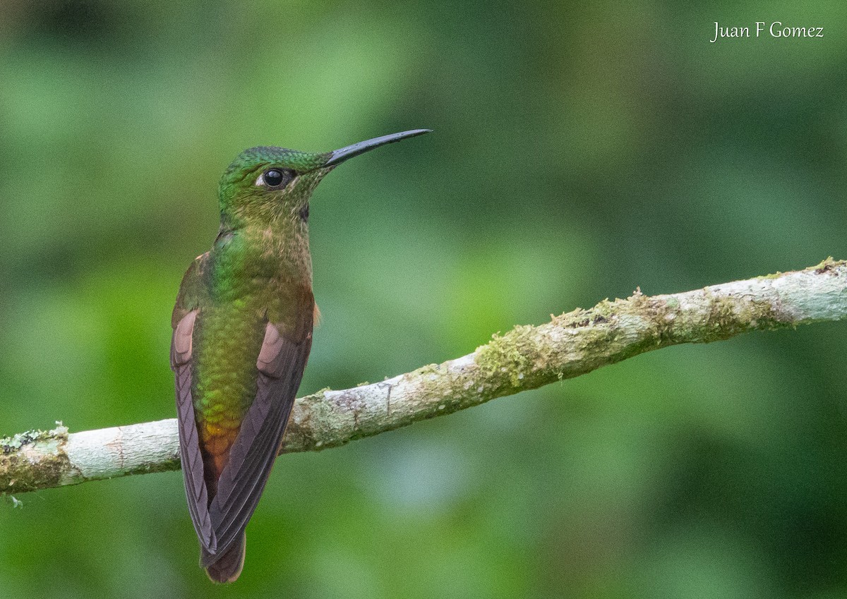 Fawn-breasted Brilliant - ML644687122