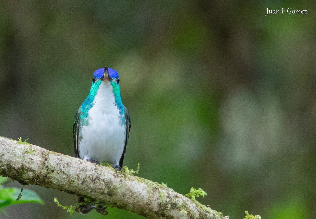 Andean Emerald - ML644687132
