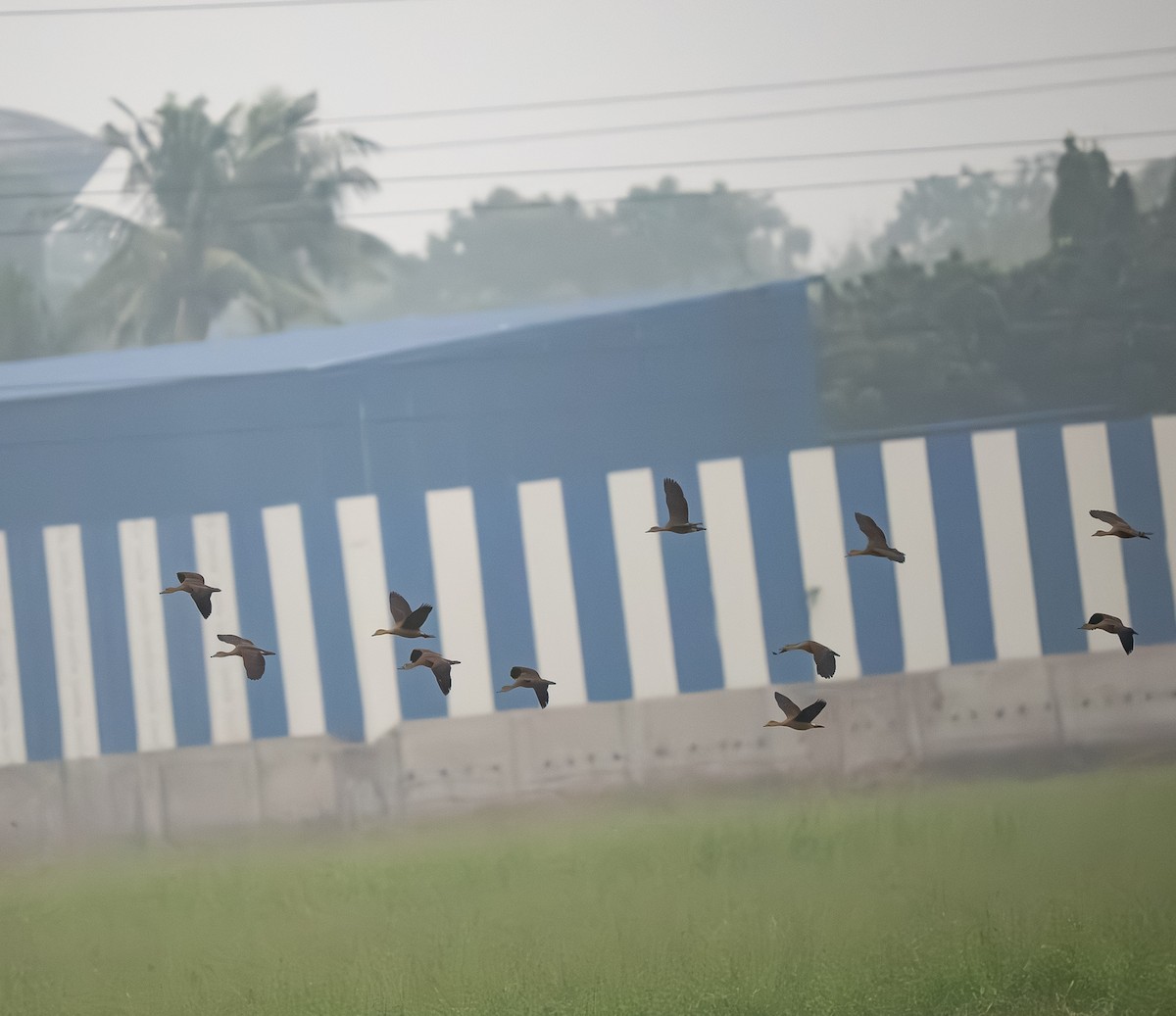 אווזון קטן - ML644687134