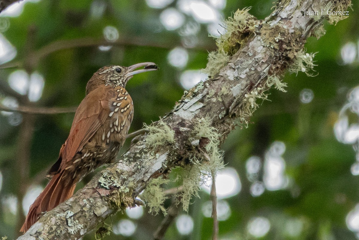 Montane Woodcreeper - ML644687143
