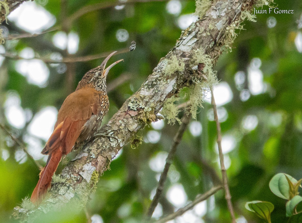 Montane Woodcreeper - ML644687144