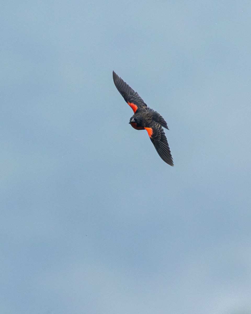 Red-breasted Meadowlark - ML644687149