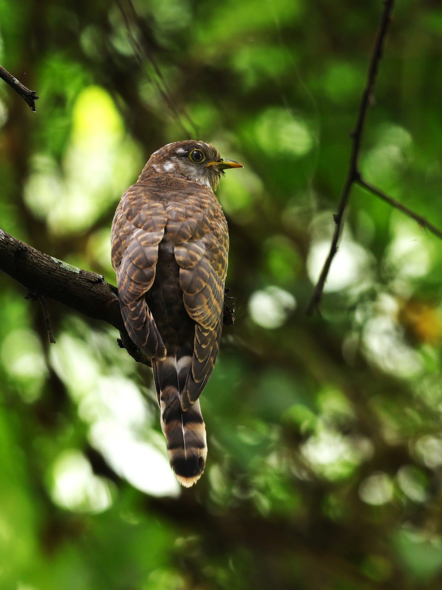 Common Hawk-Cuckoo - ML644687154