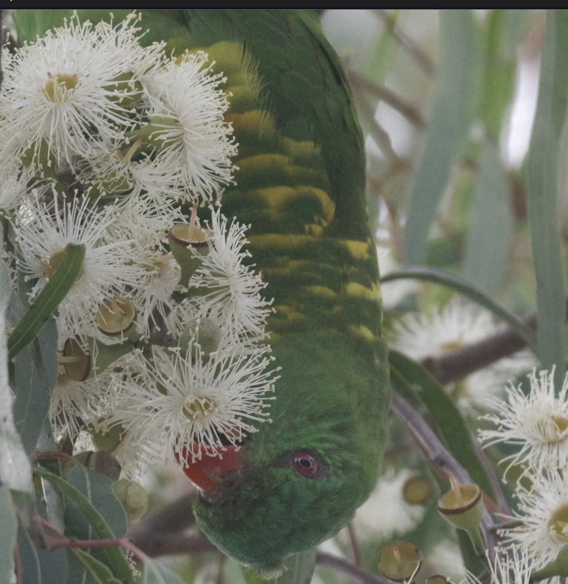 Scaly-breasted Lorikeet - ML644687156