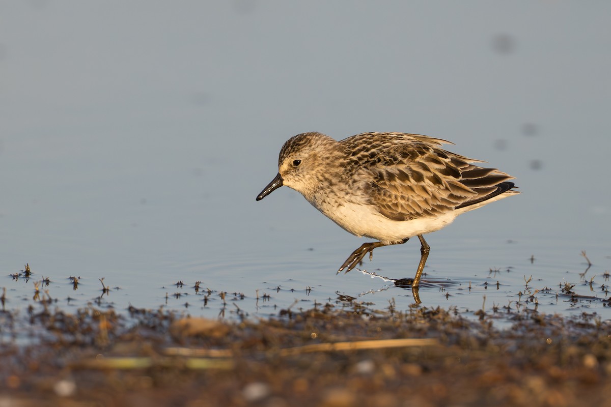 Bécasseau semipalmé - ML644687174