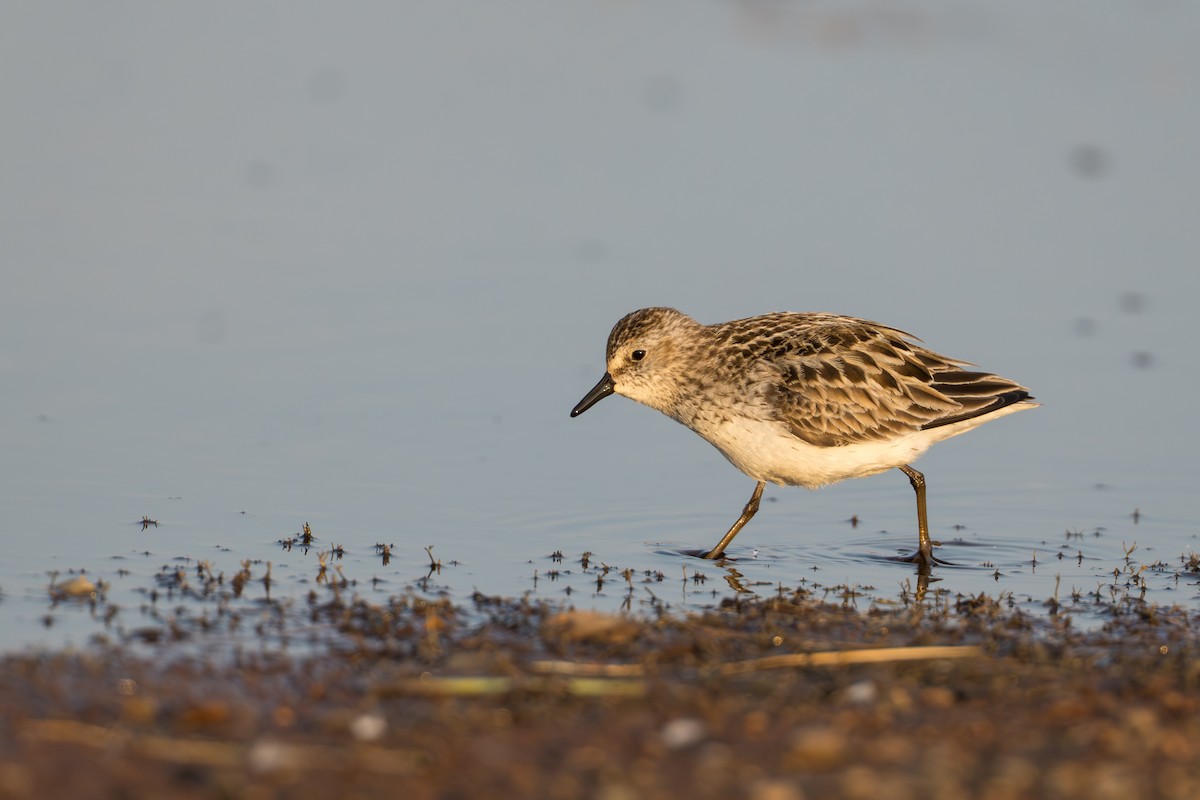 Bécasseau semipalmé - ML644687175