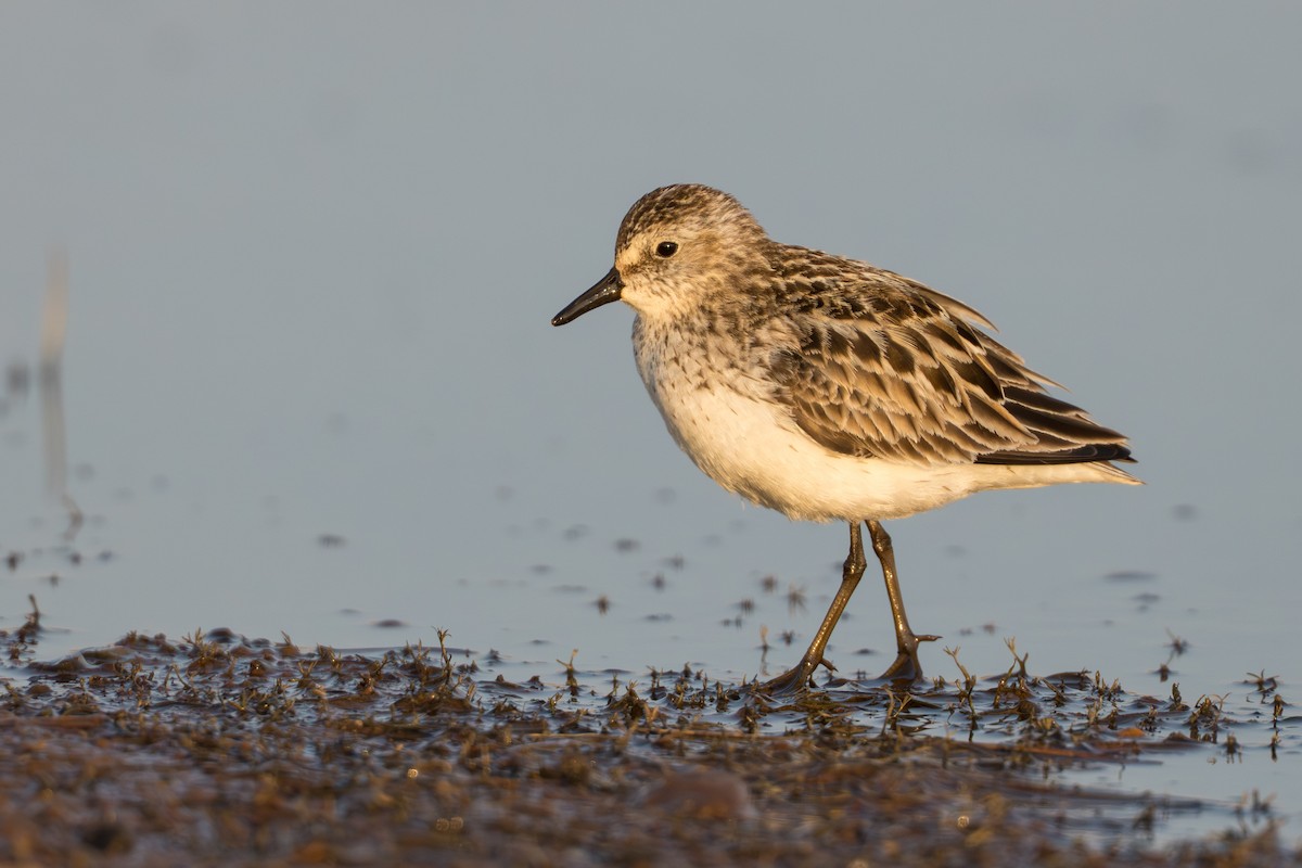 Bécasseau semipalmé - ML644687176