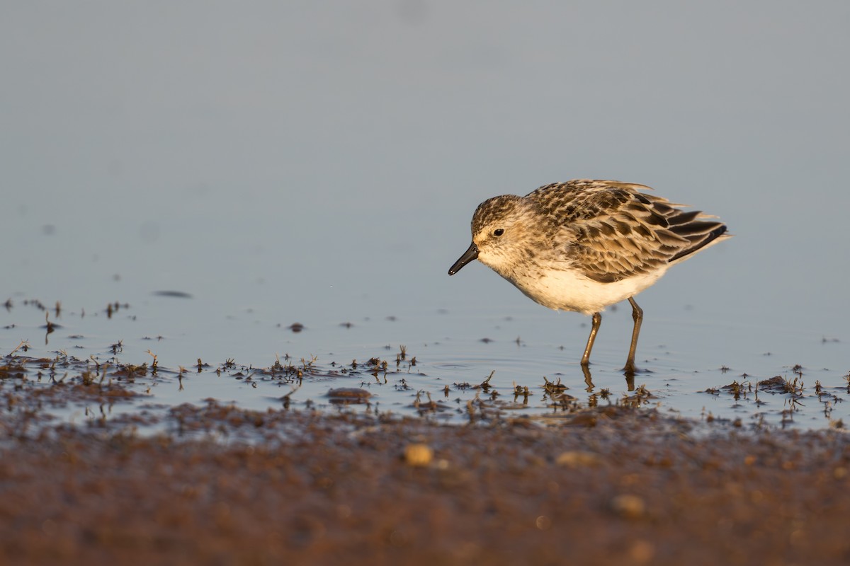 Bécasseau semipalmé - ML644687178