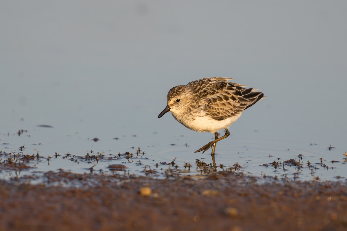 Bécasseau semipalmé - ML644687179