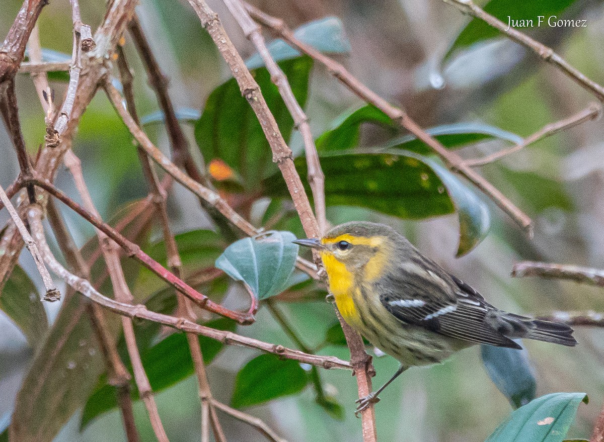 hemlokkparula - ML644687180