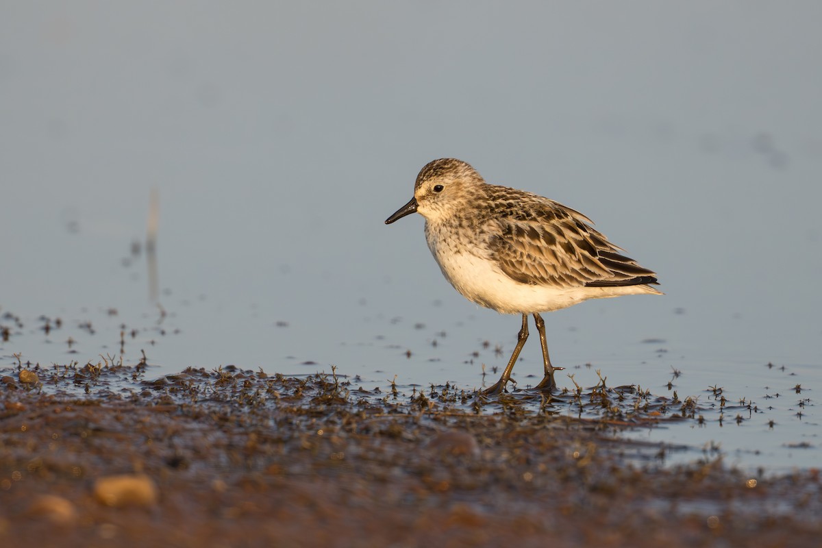 Bécasseau semipalmé - ML644687181