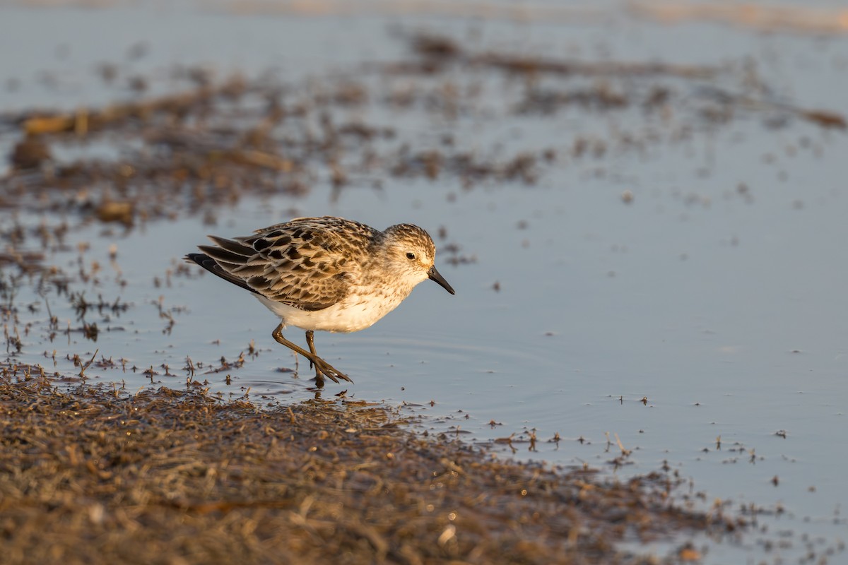 Bécasseau semipalmé - ML644687182