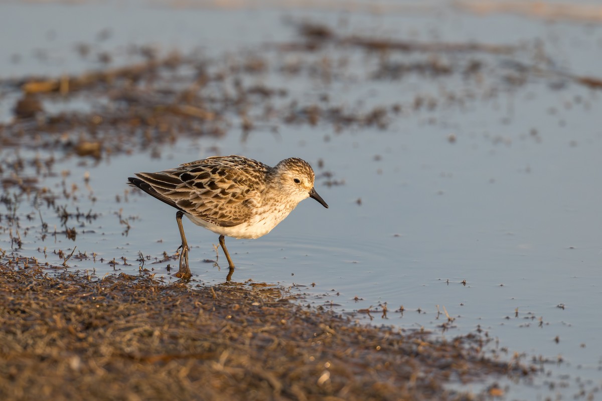 Bécasseau semipalmé - ML644687183