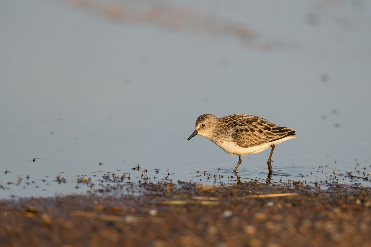 Bécasseau semipalmé - ML644687184