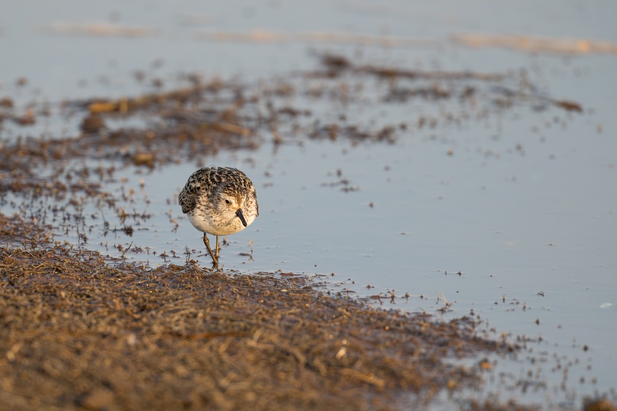 Bécasseau semipalmé - ML644687187