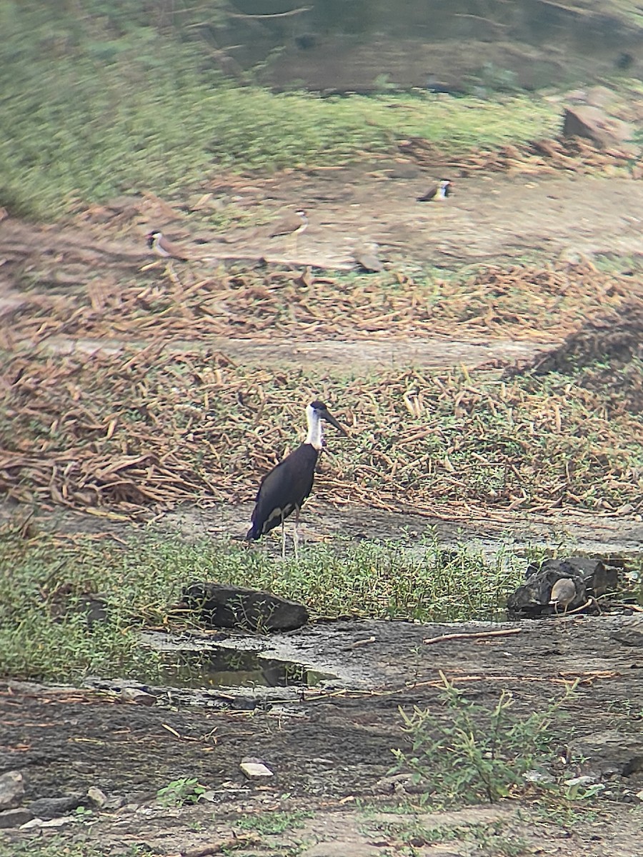 Asian Woolly-necked Stork - ML644687189