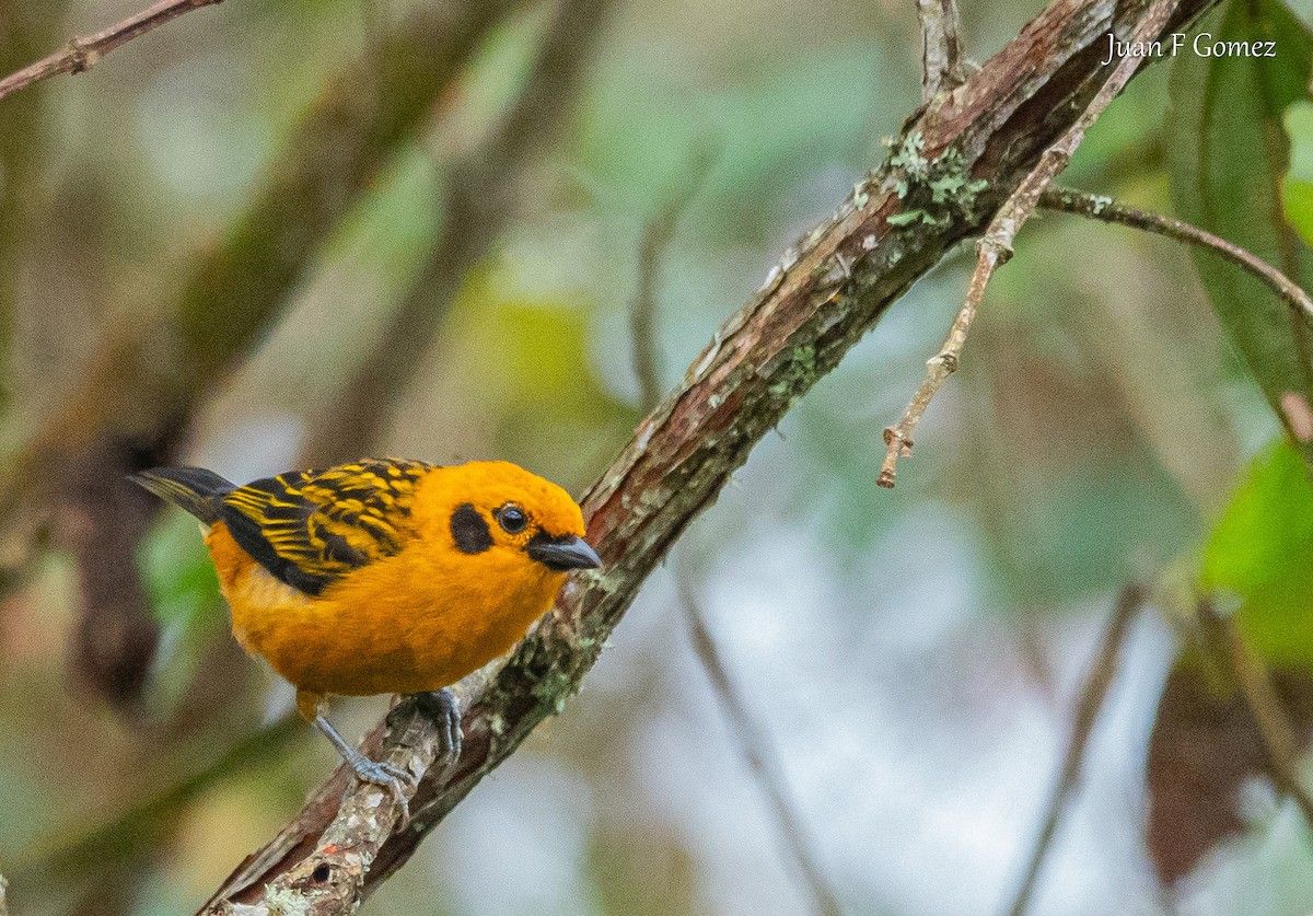 Golden Tanager - ML644687197