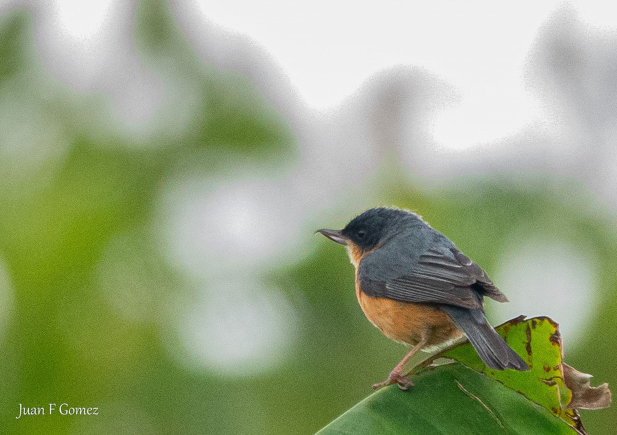 Rusty Flowerpiercer - ML644687202