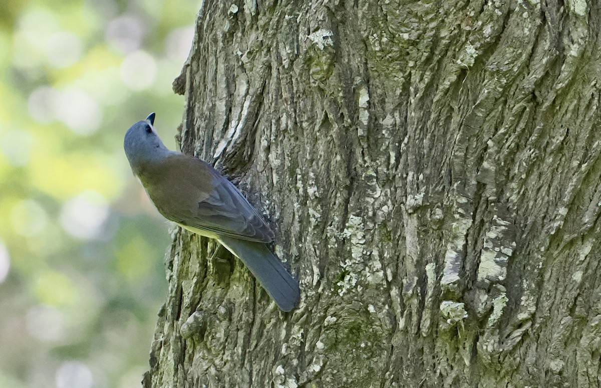 Gray Shrikethrush - ML644687203
