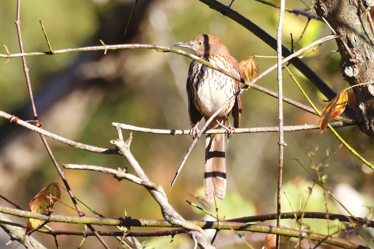 דשוש חום - ML644687205