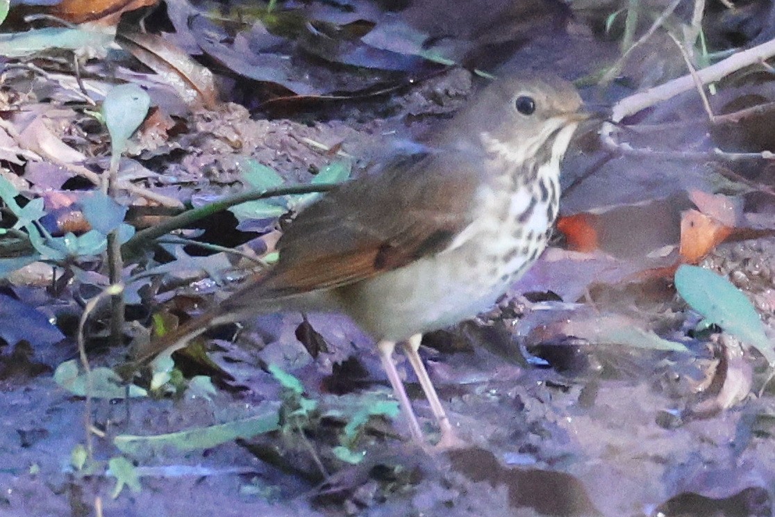 Hermit Thrush - ML644687209