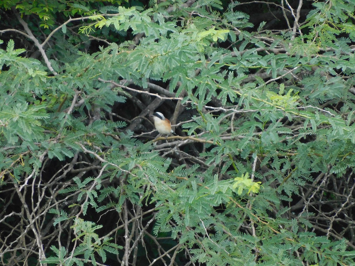 Pie-grièche à bandeau - ML644687211