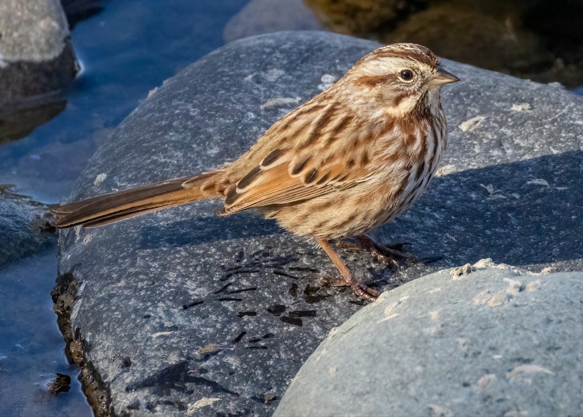Song Sparrow - ML644687220