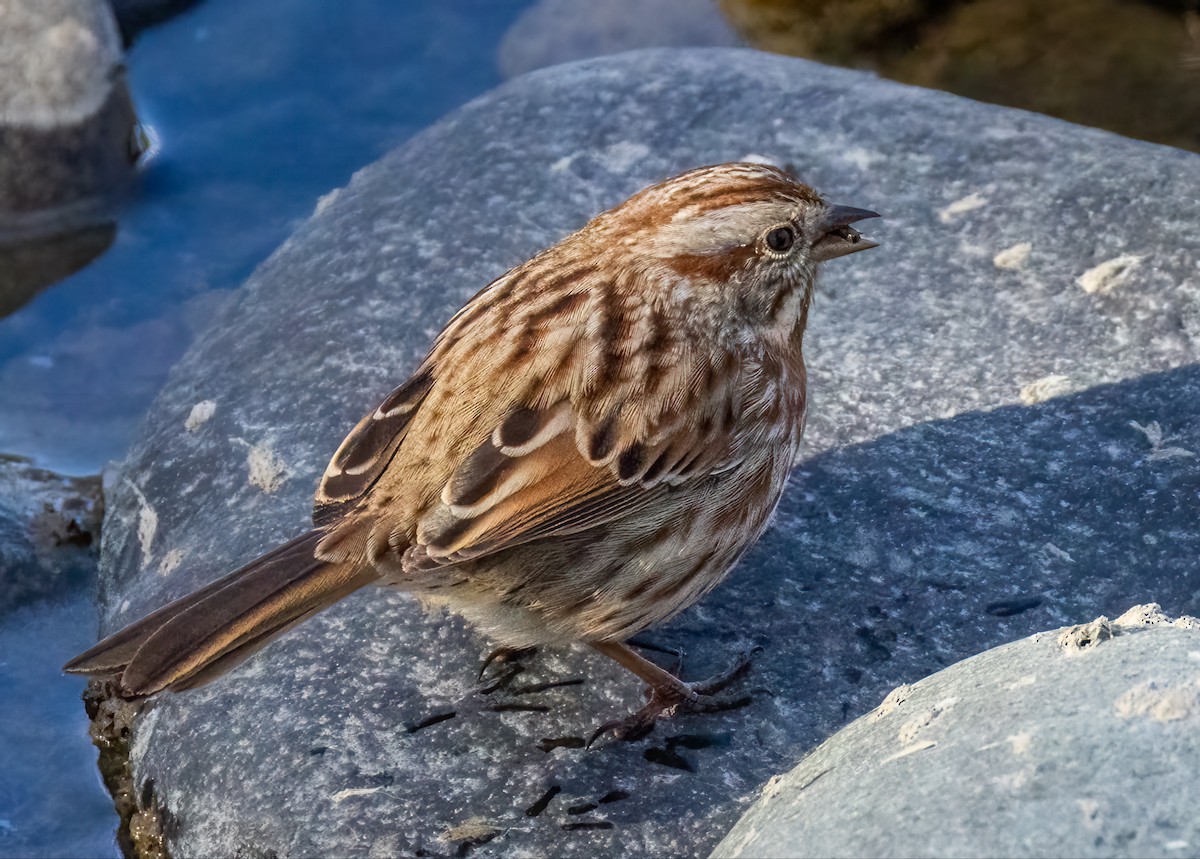 Song Sparrow - ML644687221