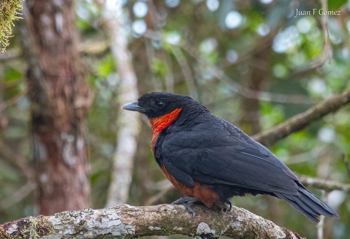 Red-ruffed Fruitcrow - ML644687223