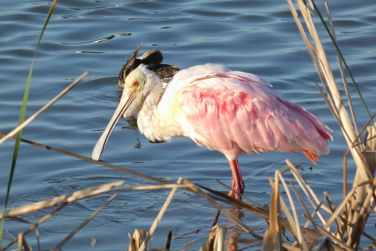 ベニヘラサギ - ML644687225