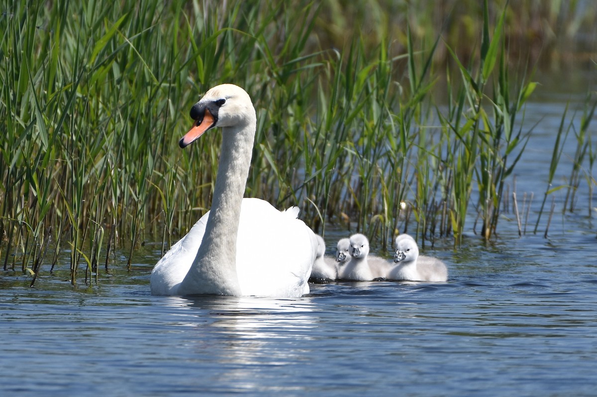 疣鼻天鵝 - ML644687227