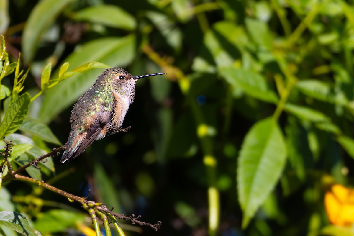 アレンハチドリ - ML644687231