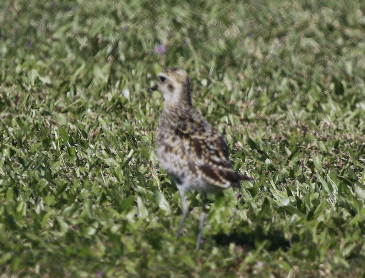 kulík pacifický - ML644687249