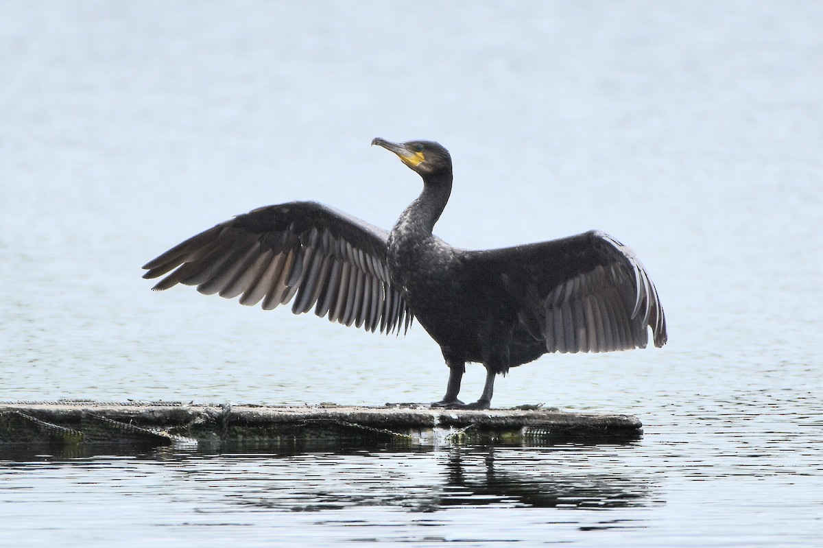 Большой баклан - ML644687277