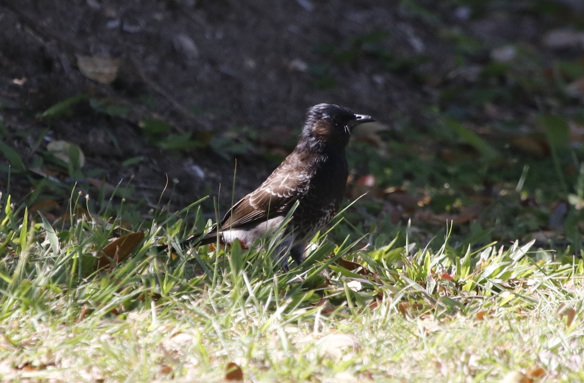 Red-vented Bulbul - ML644687278