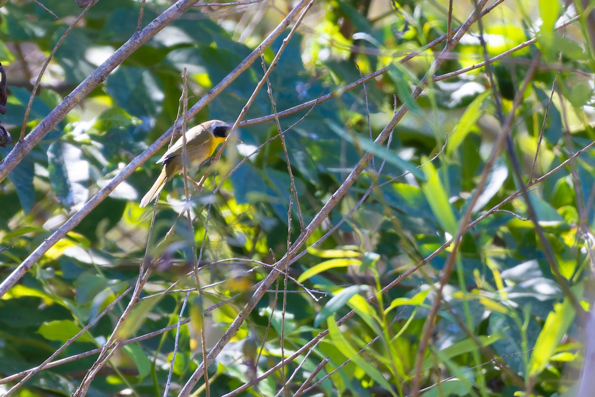 nordgulstrupe - ML644687285