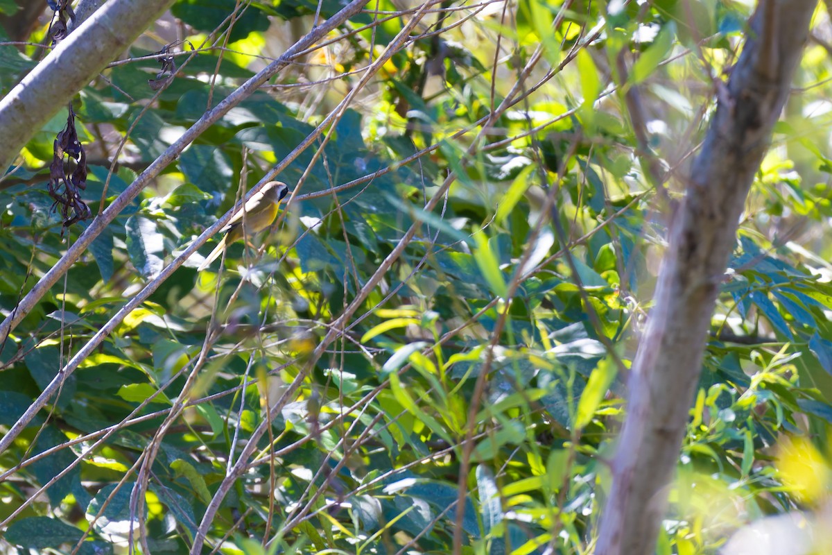 nordgulstrupe - ML644687286