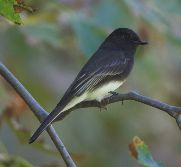 Black Phoebe - ML644687287