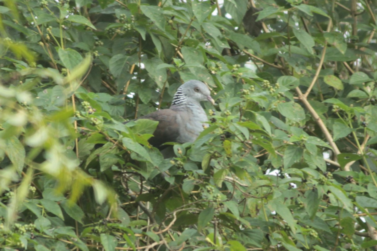 Nilgiri Wood-Pigeon - ML644687288
