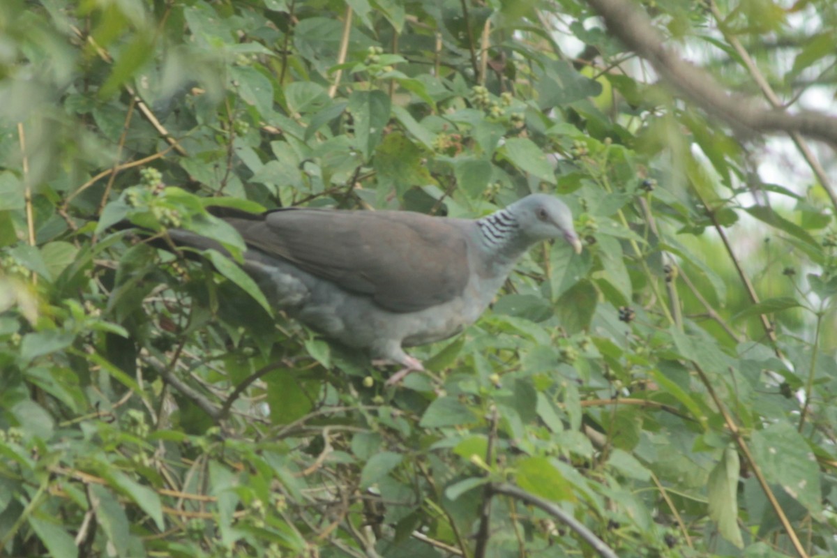 Nilgiri Wood-Pigeon - ML644687289