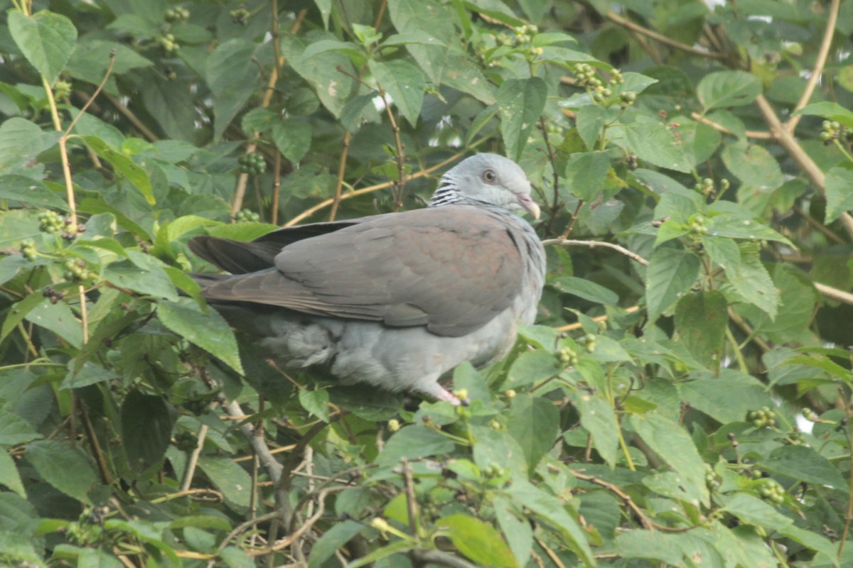 Nilgiri Wood-Pigeon - ML644687290