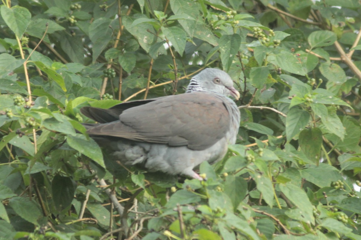 Nilgiri Wood-Pigeon - ML644687291