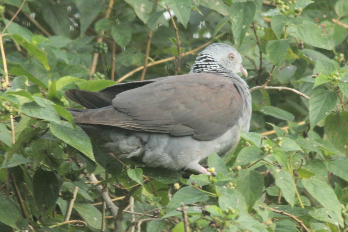 Nilgiri Wood-Pigeon - ML644687292