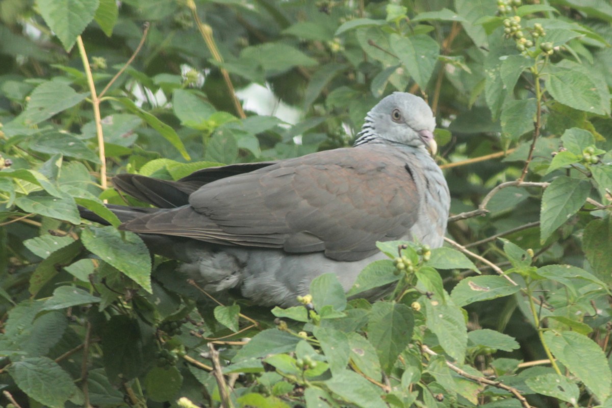 Nilgiri Wood-Pigeon - ML644687293
