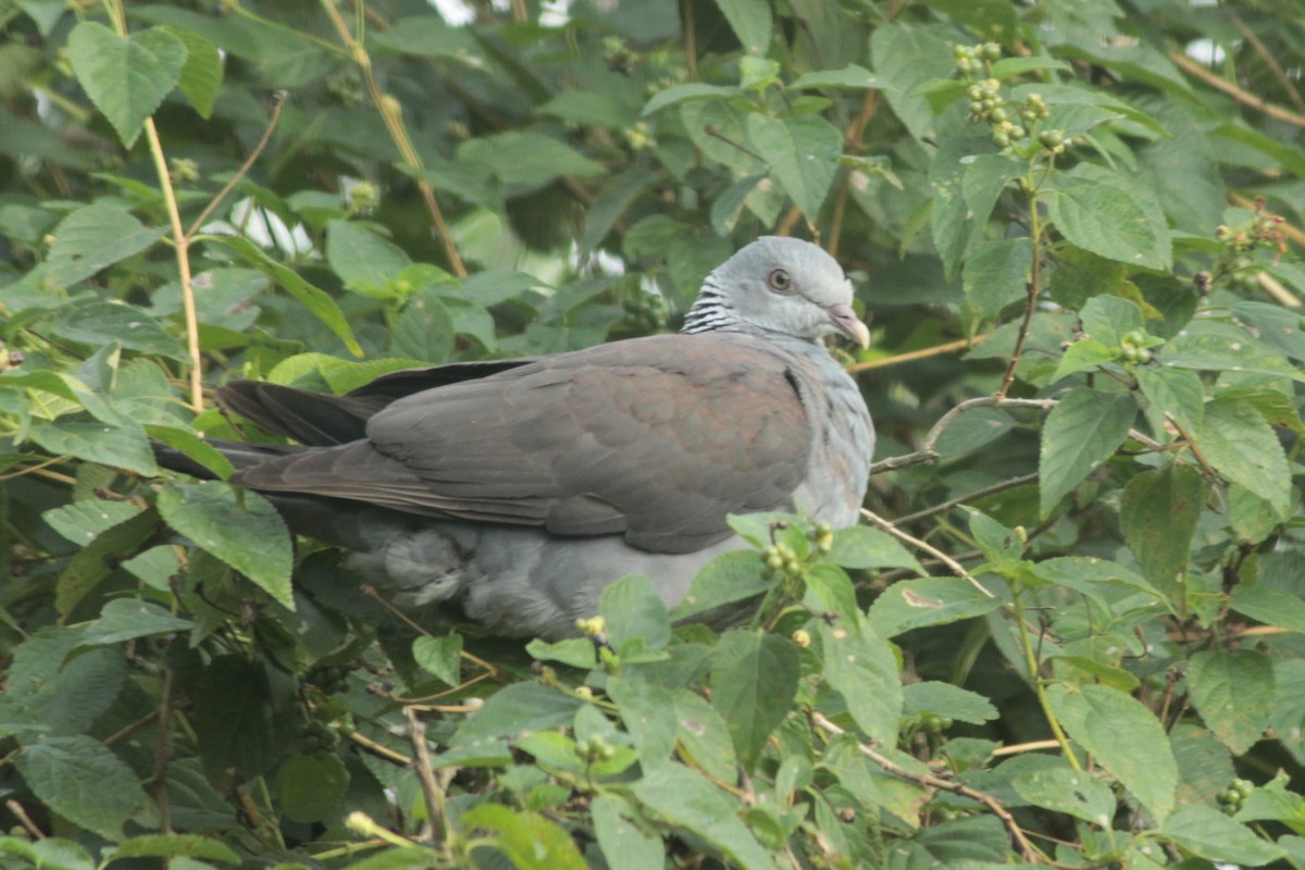 Nilgiri Wood-Pigeon - ML644687294
