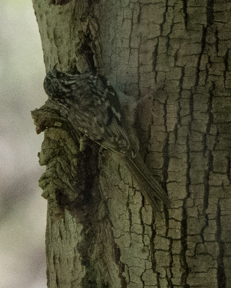 Brown Creeper - ML644687302