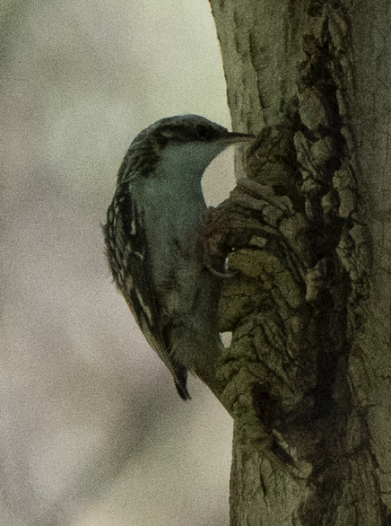 Brown Creeper - ML644687303