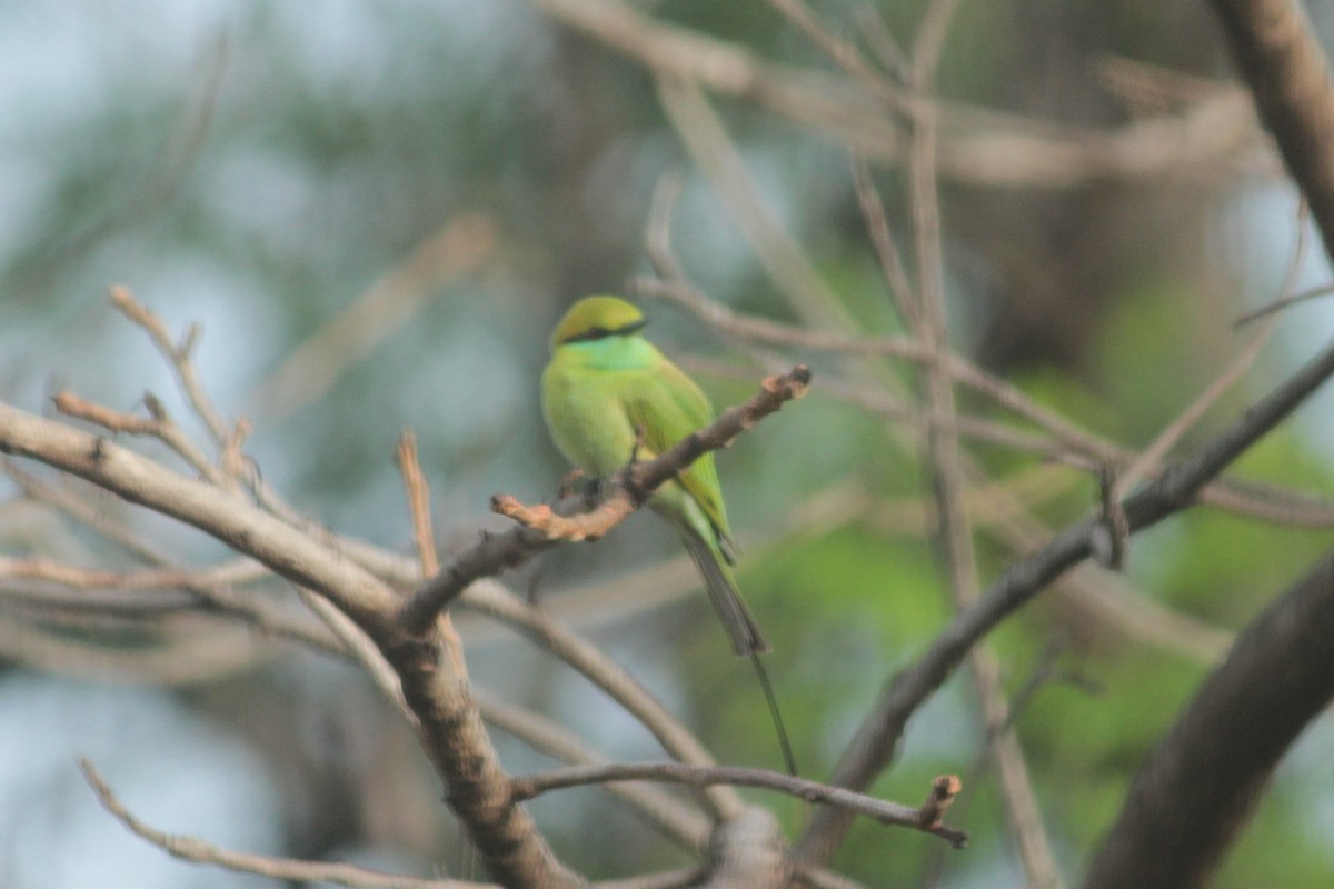 Guêpier d'Orient - ML644687317