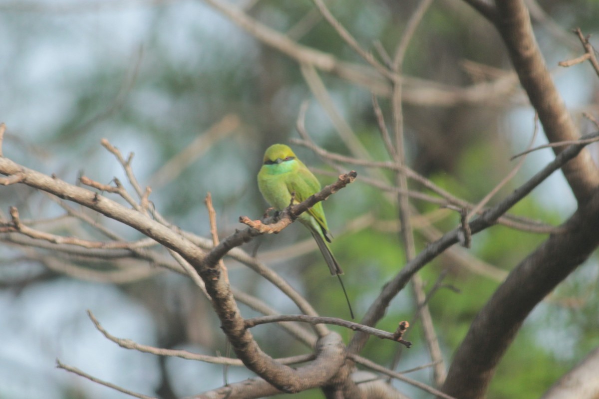 Guêpier d'Orient - ML644687318