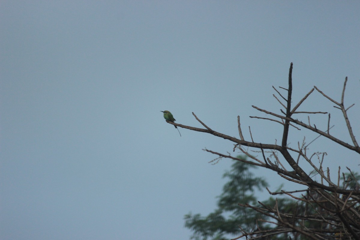 Asian Green Bee-eater - ML644687319